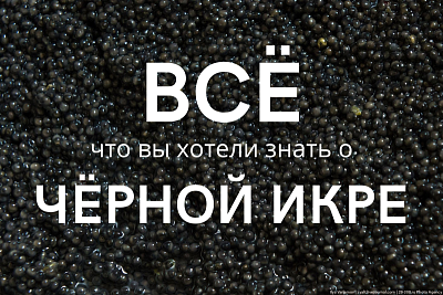 Станьте экспертом и вкушайте деликатес!